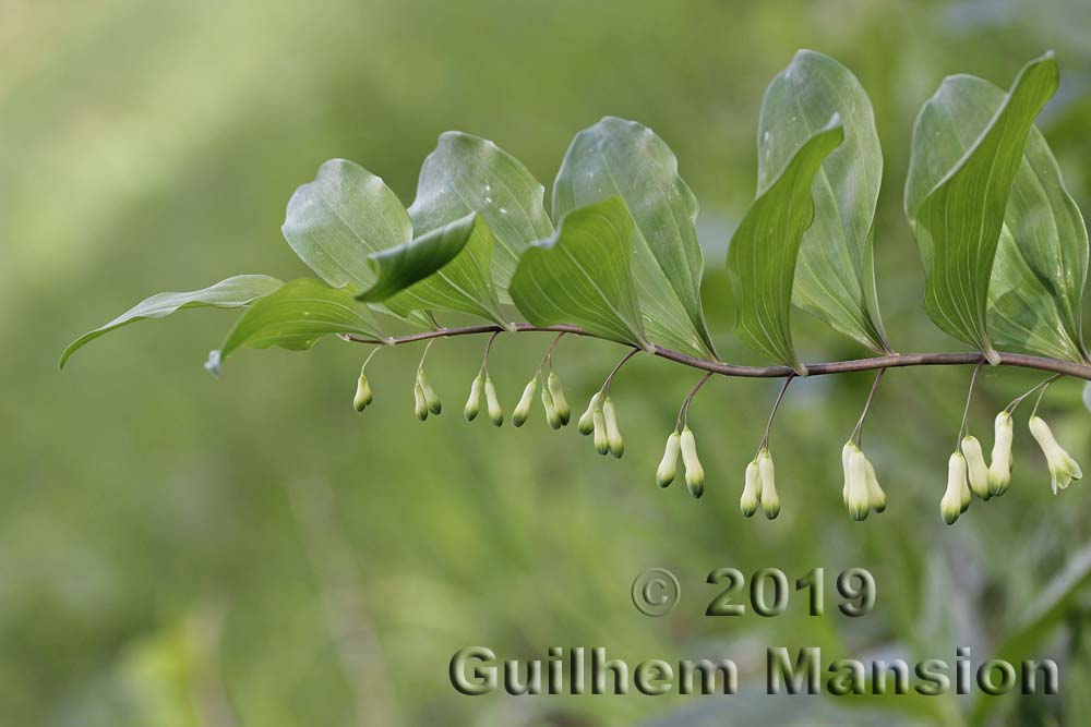 Polygonatum multiflorum