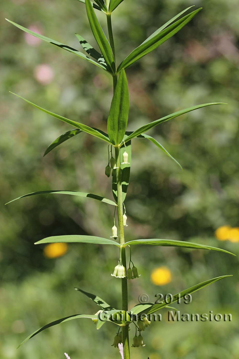 Polygonatum verticillatum