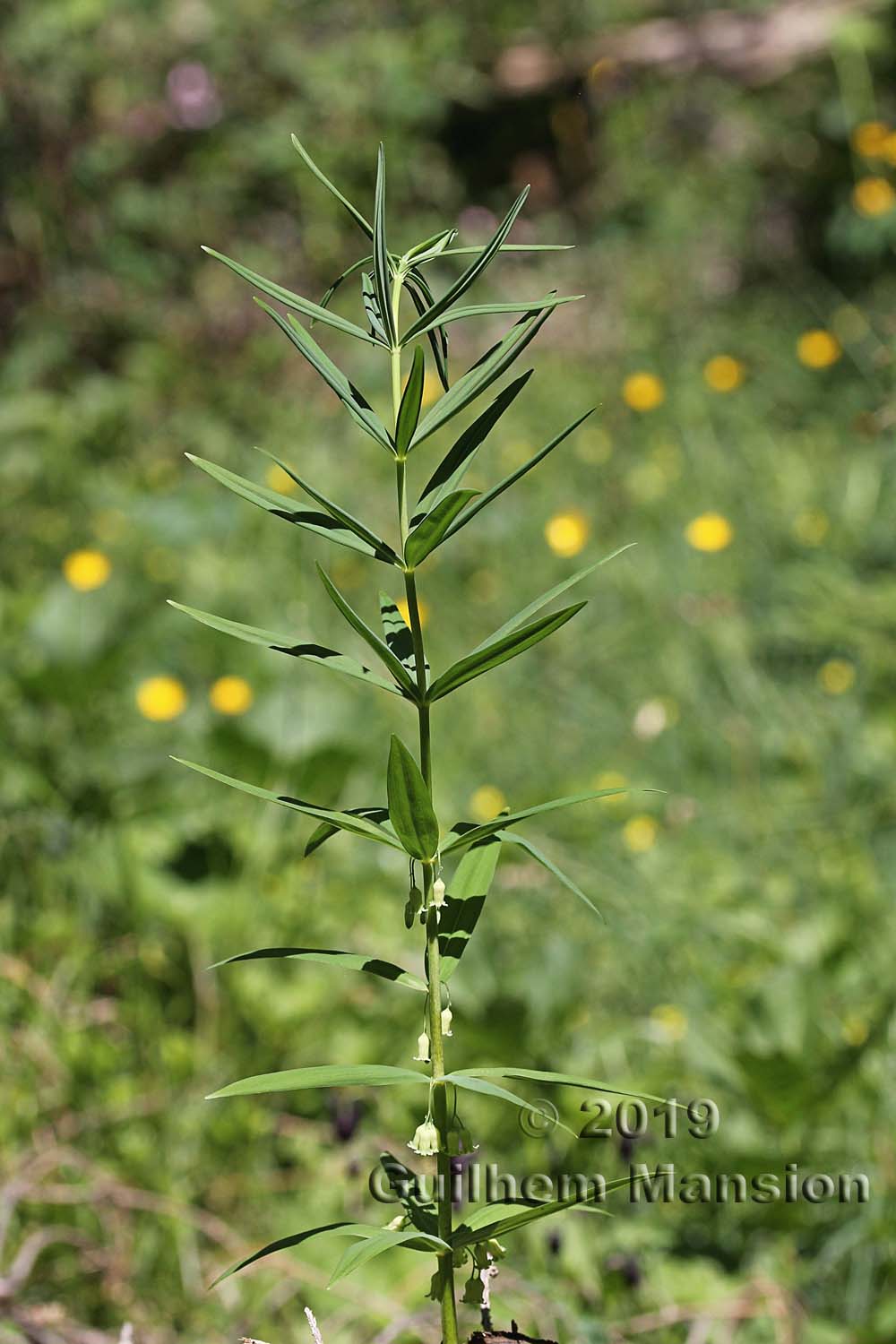 Polygonatum verticillatum