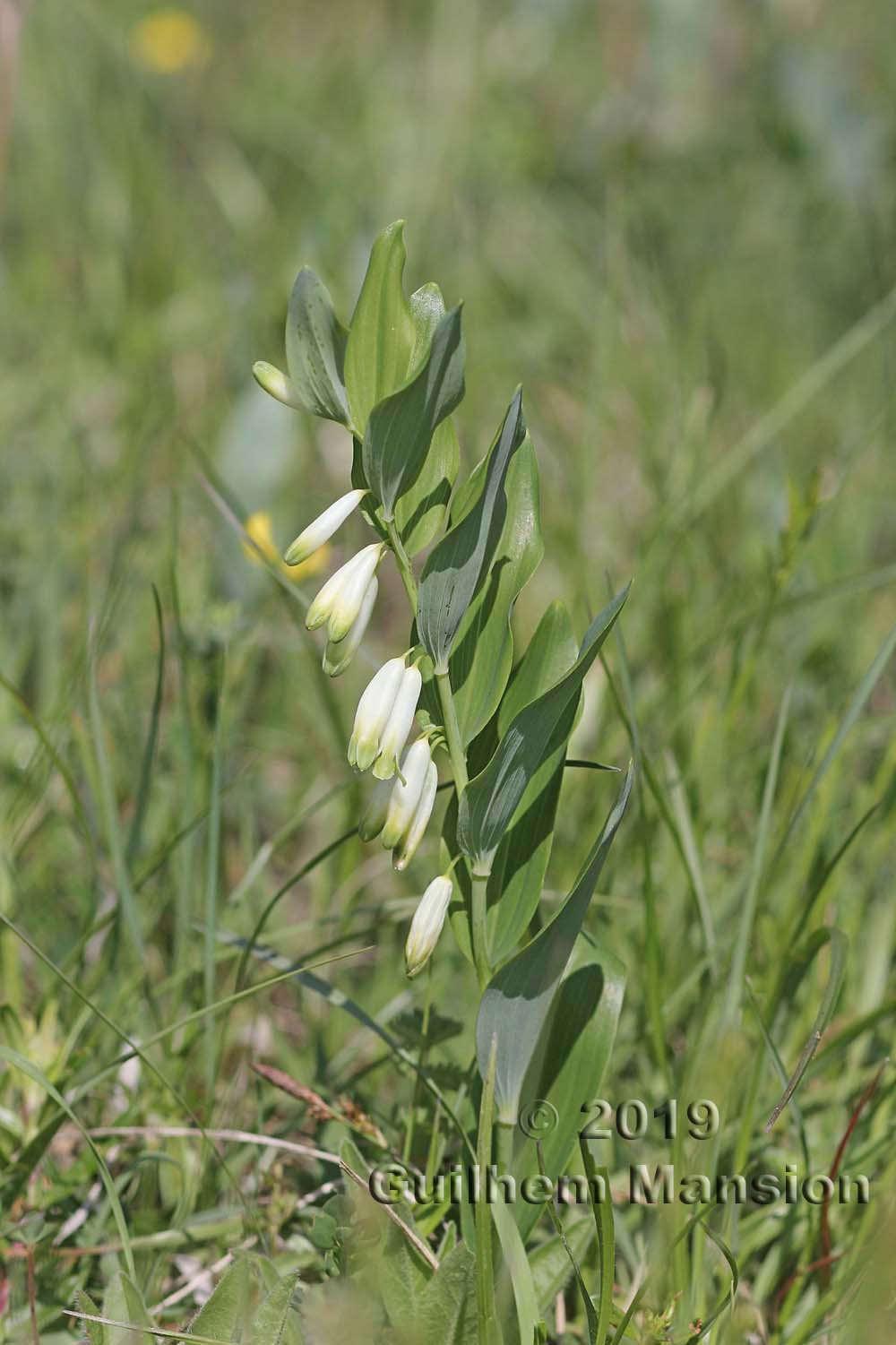 Polygonatum odoratum