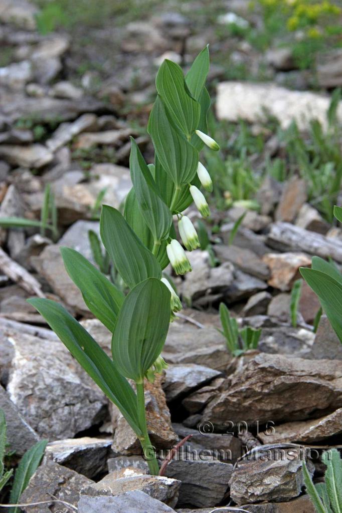 Polygonatum odoratum