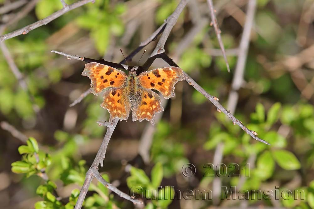 Polygonia c-album