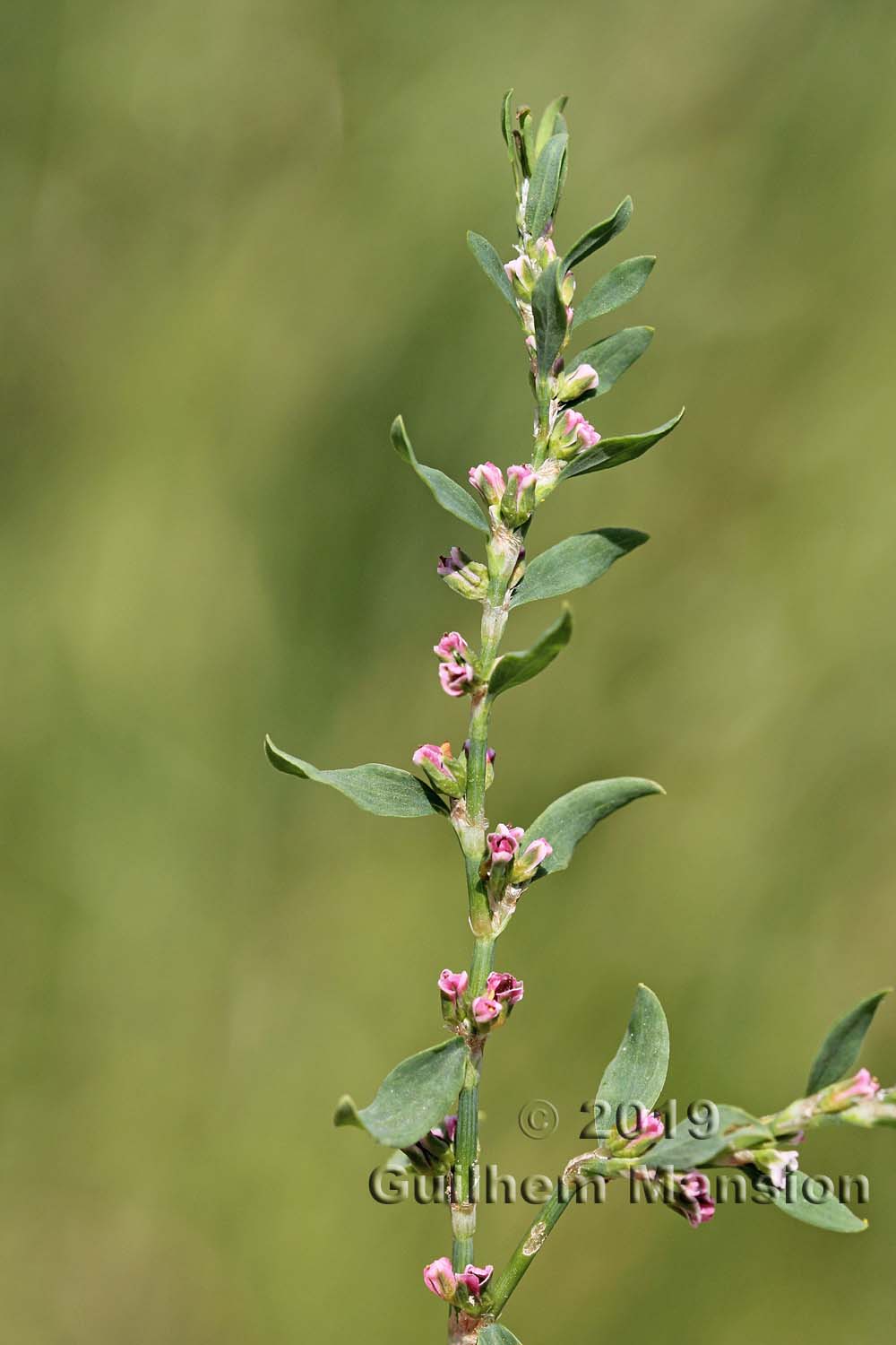 Polygonum aviculare