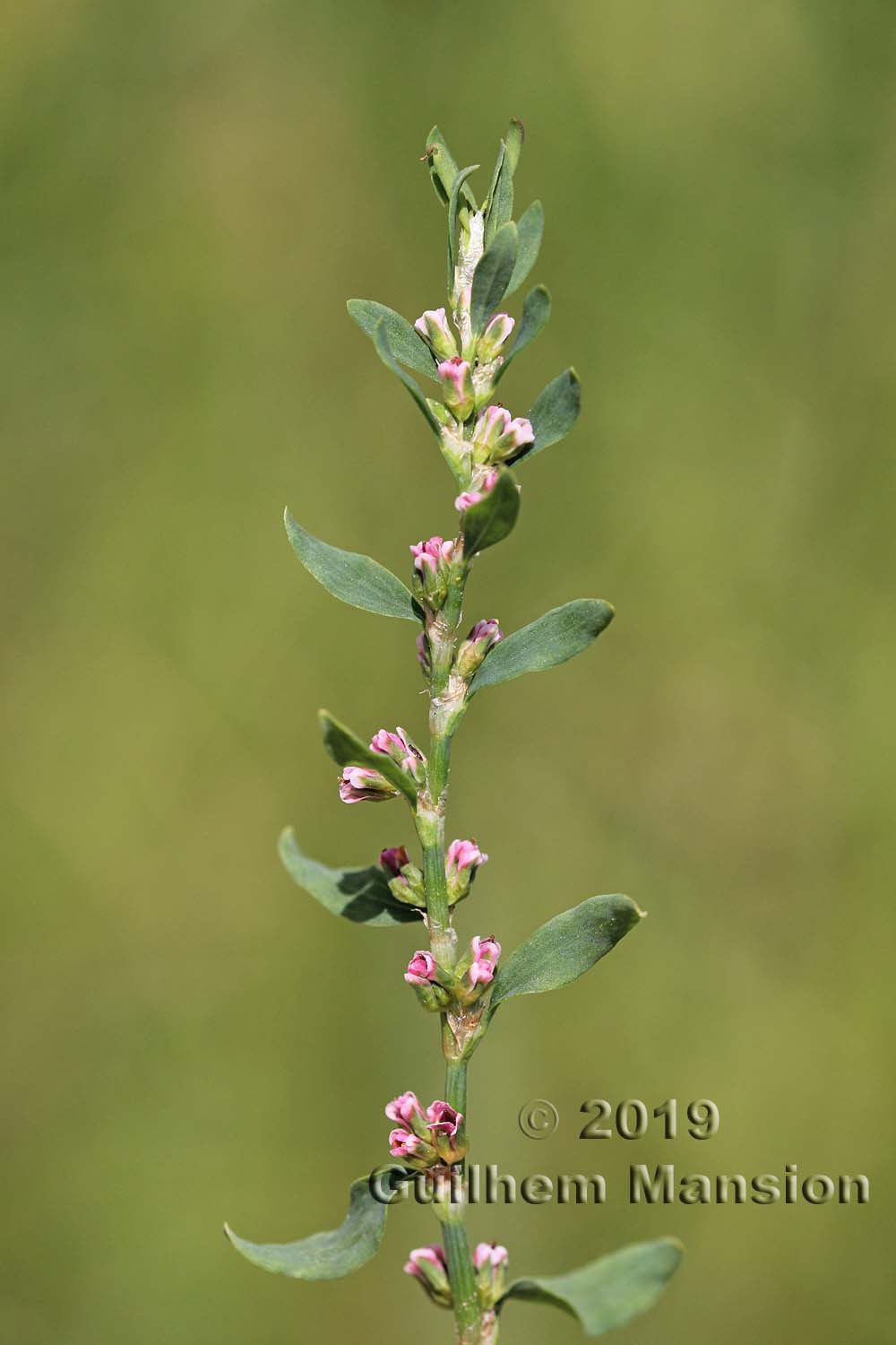 Polygonum aviculare