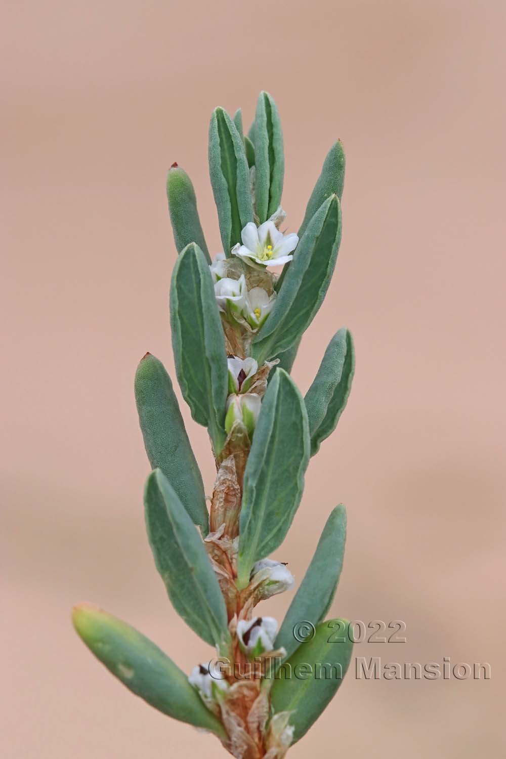 Polygonum maritimum