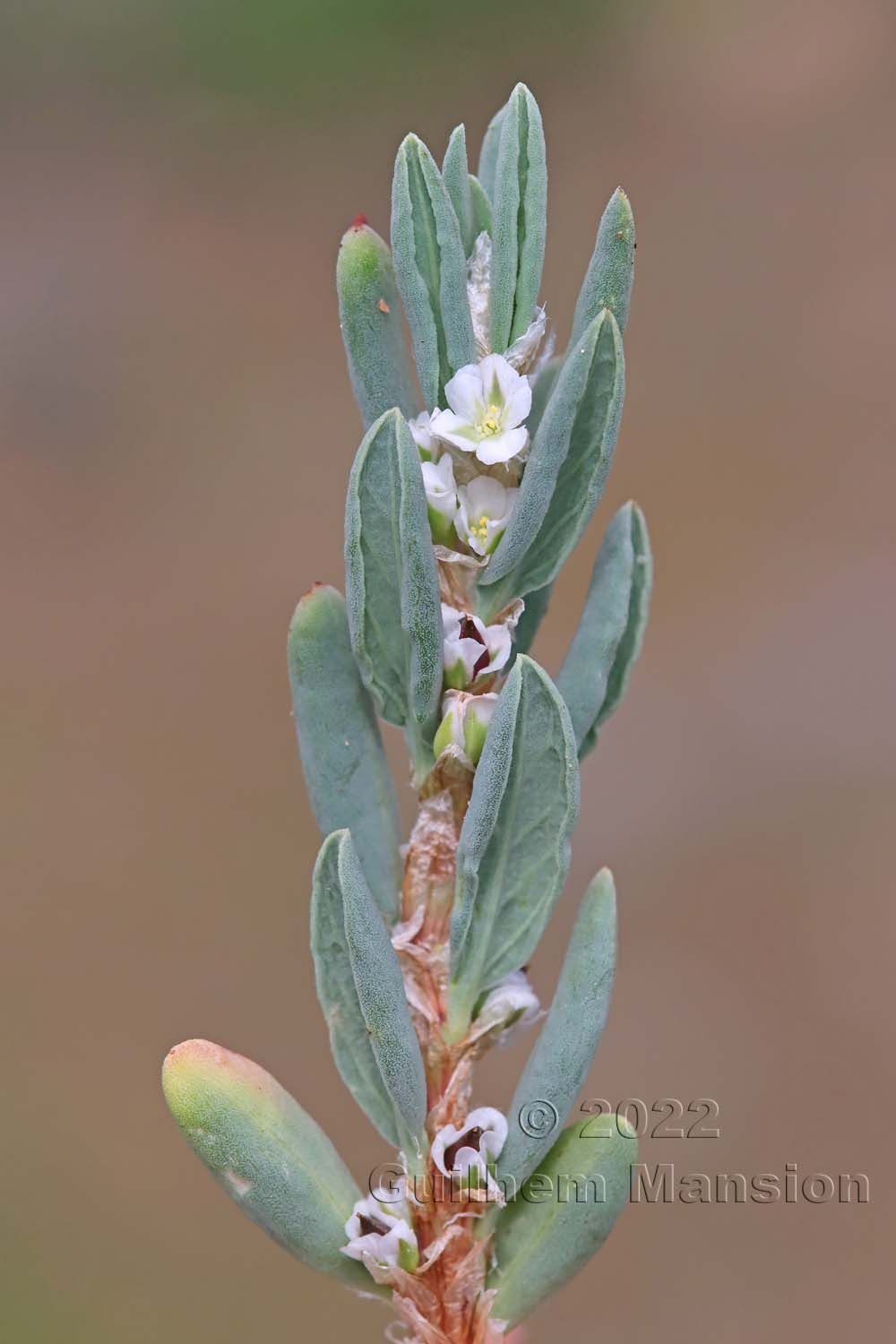 Polygonum maritimum