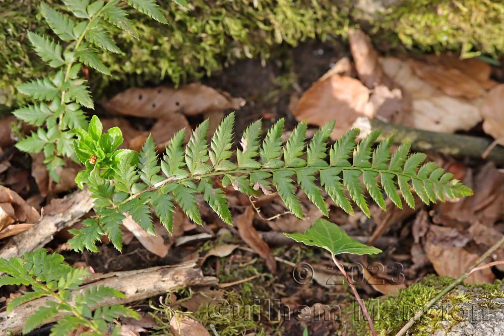 Polystichum aculeatum