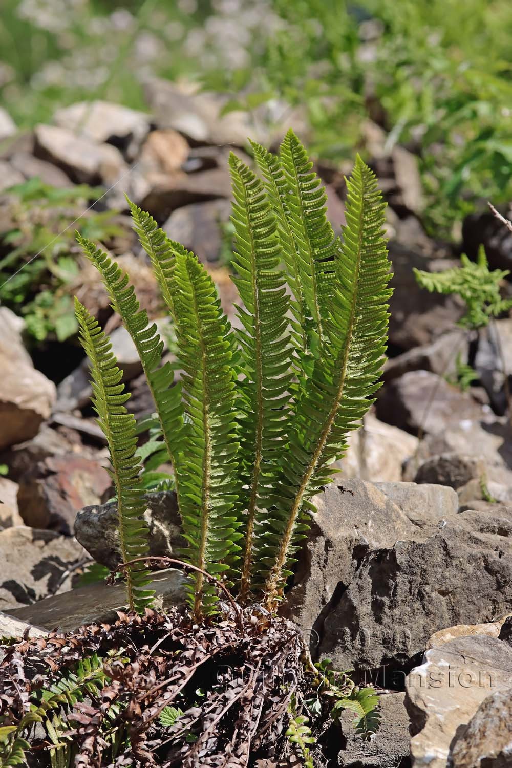 Polystichum lonchitis