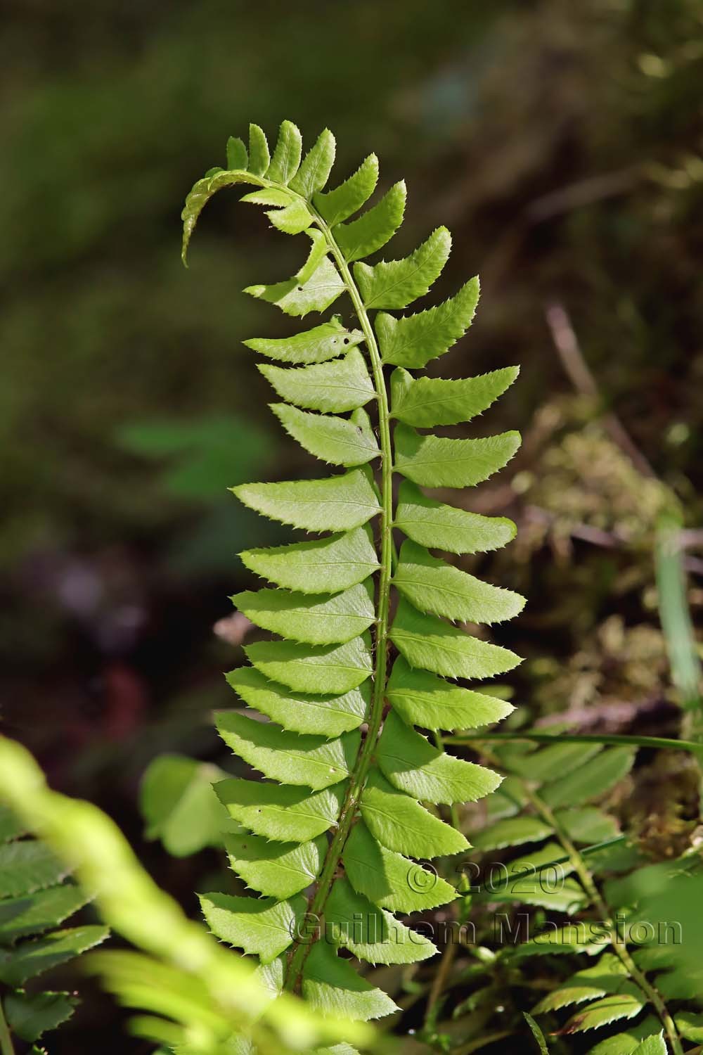 Polystichum lonchitis