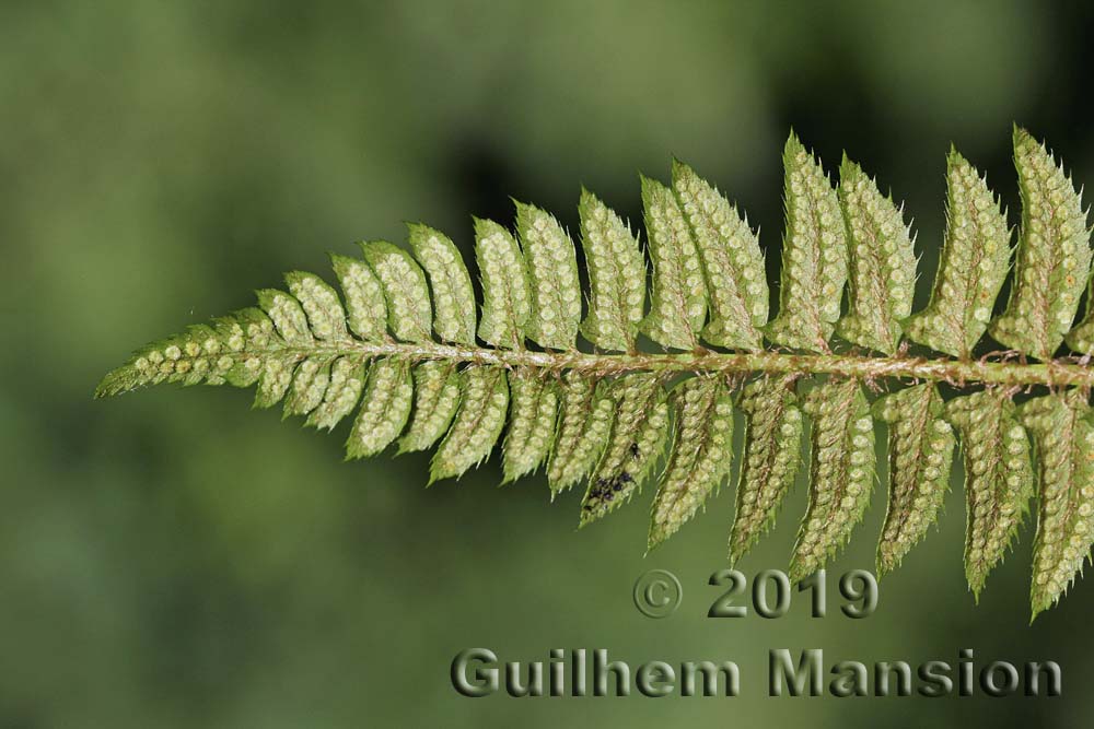 Polystichum lonchitis