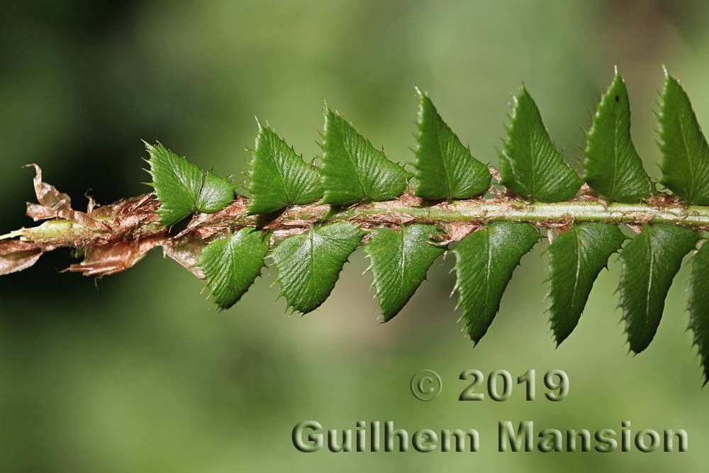 Polystichum lonchitis