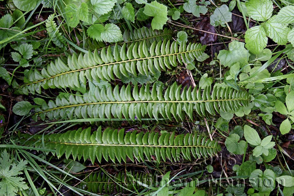 Polystichum lonchitis