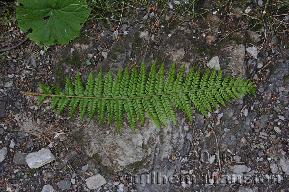 Polystichum aculeatum