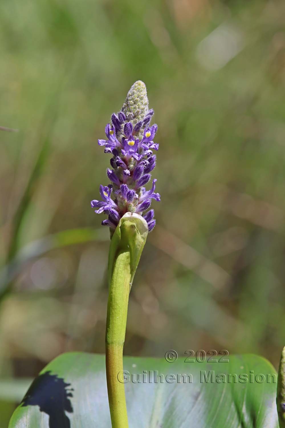 Pontederia cordata