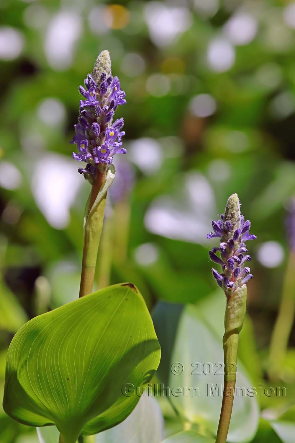 Pontederia cordata