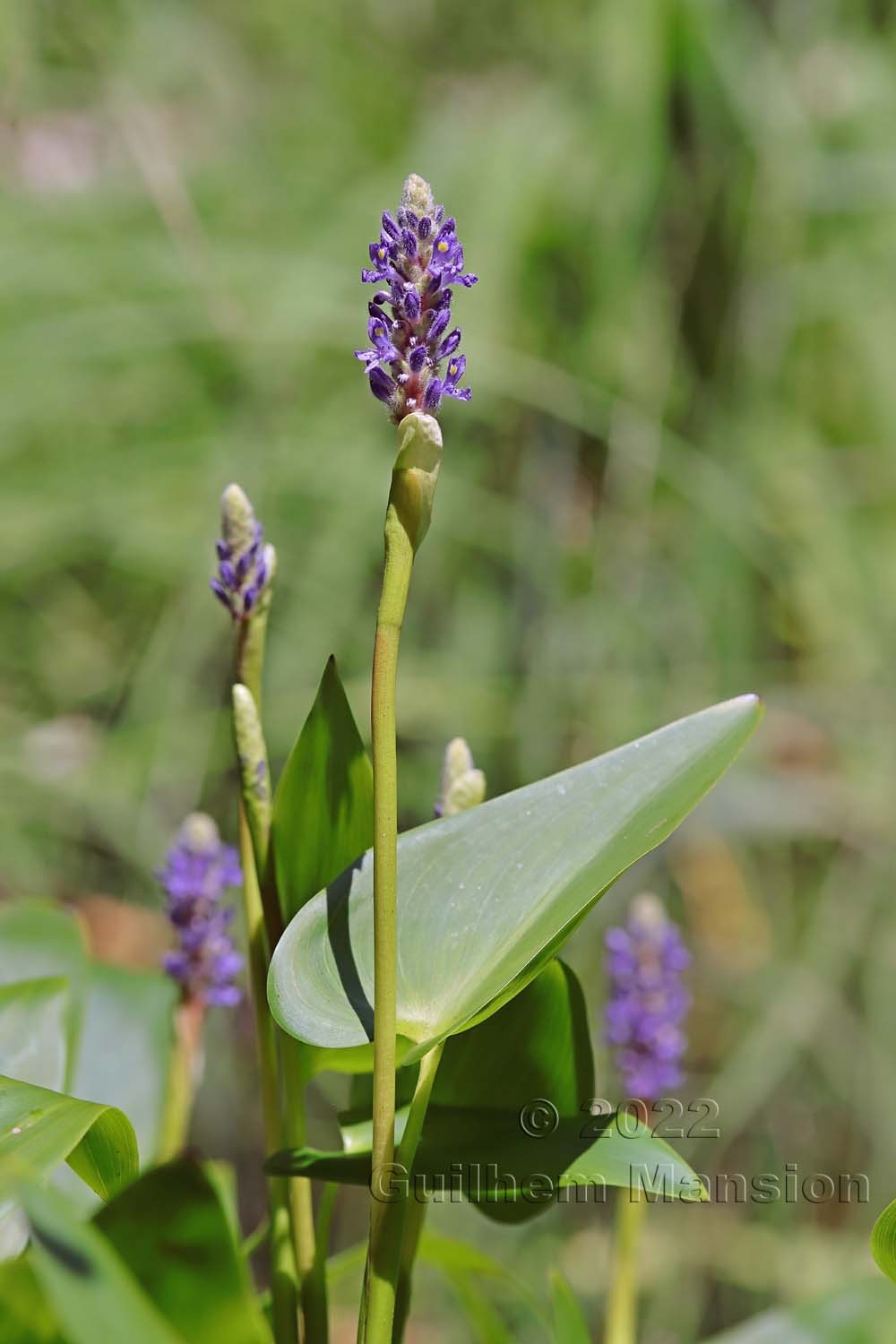 Pontederia cordata