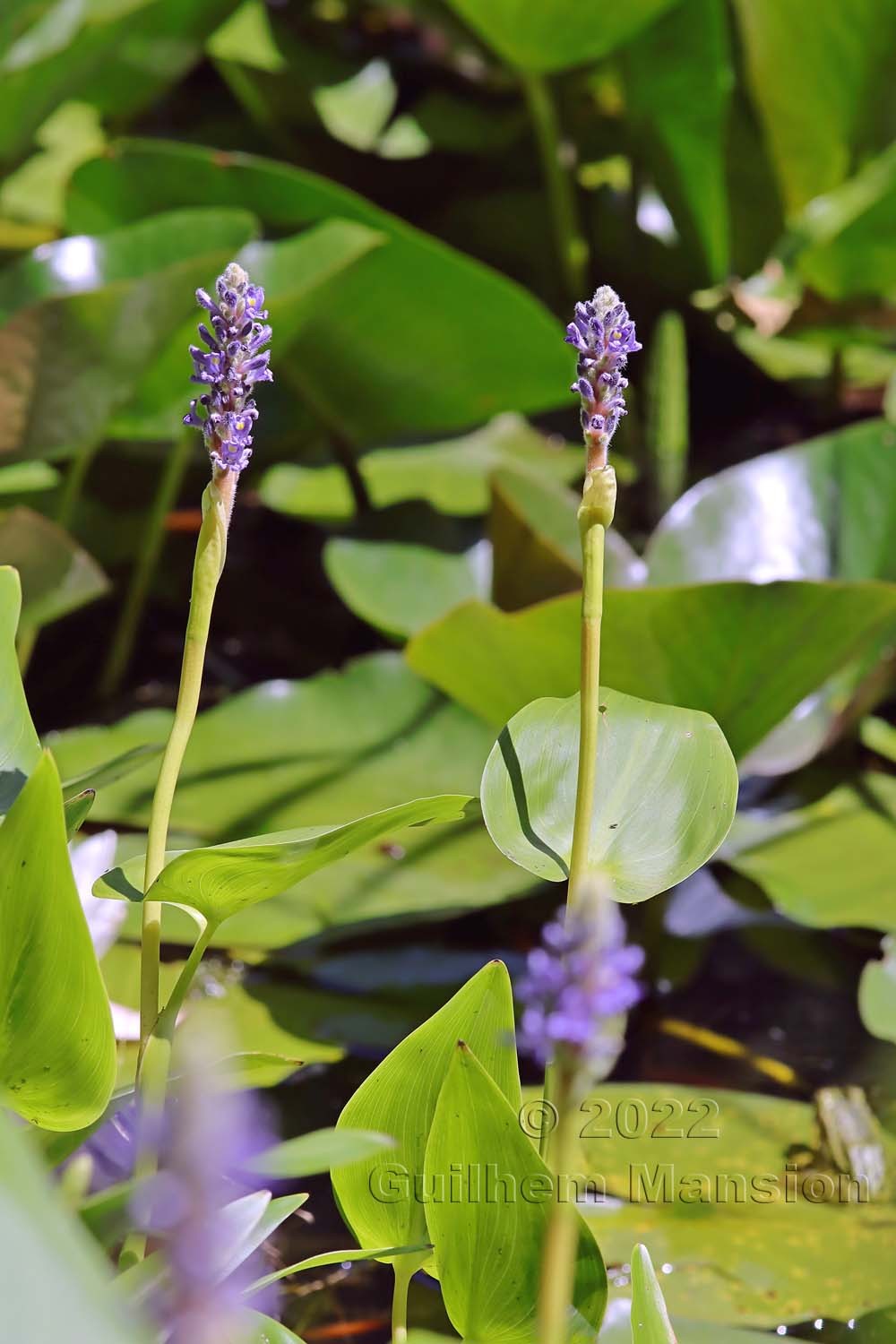 Pontederia cordata