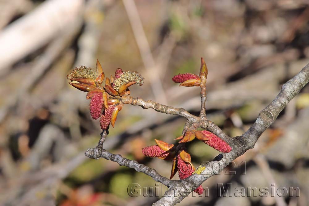 Populus nigra