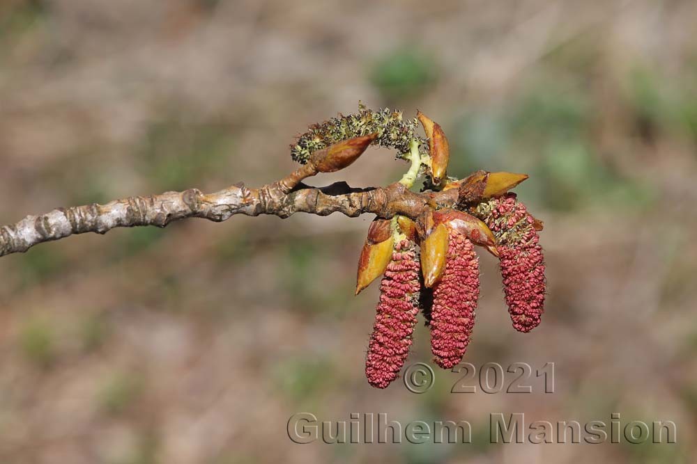 Populus nigra