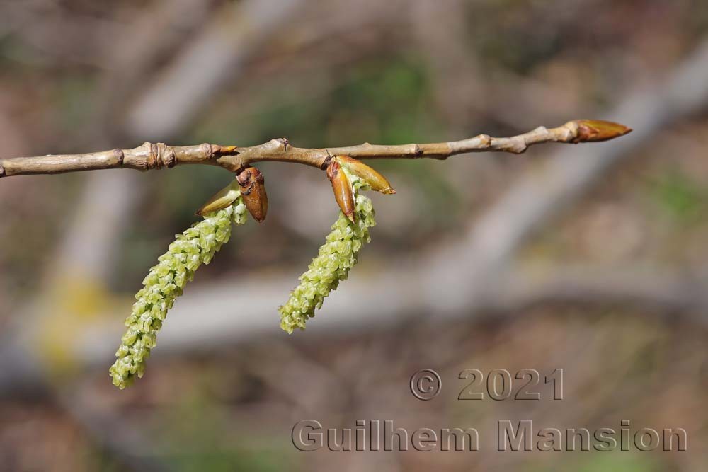 Populus nigra