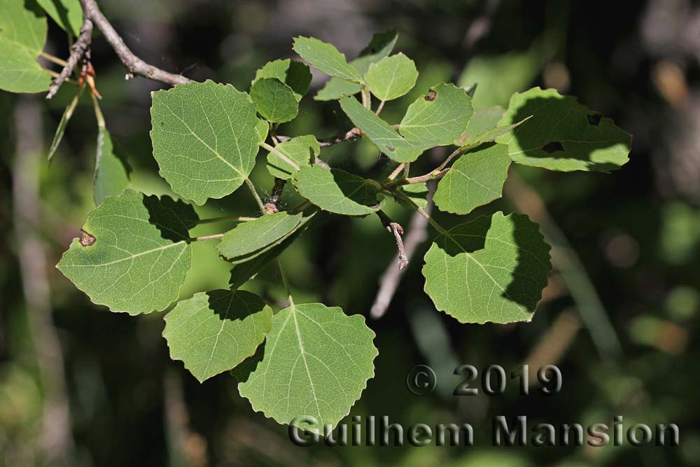 Populus tremula