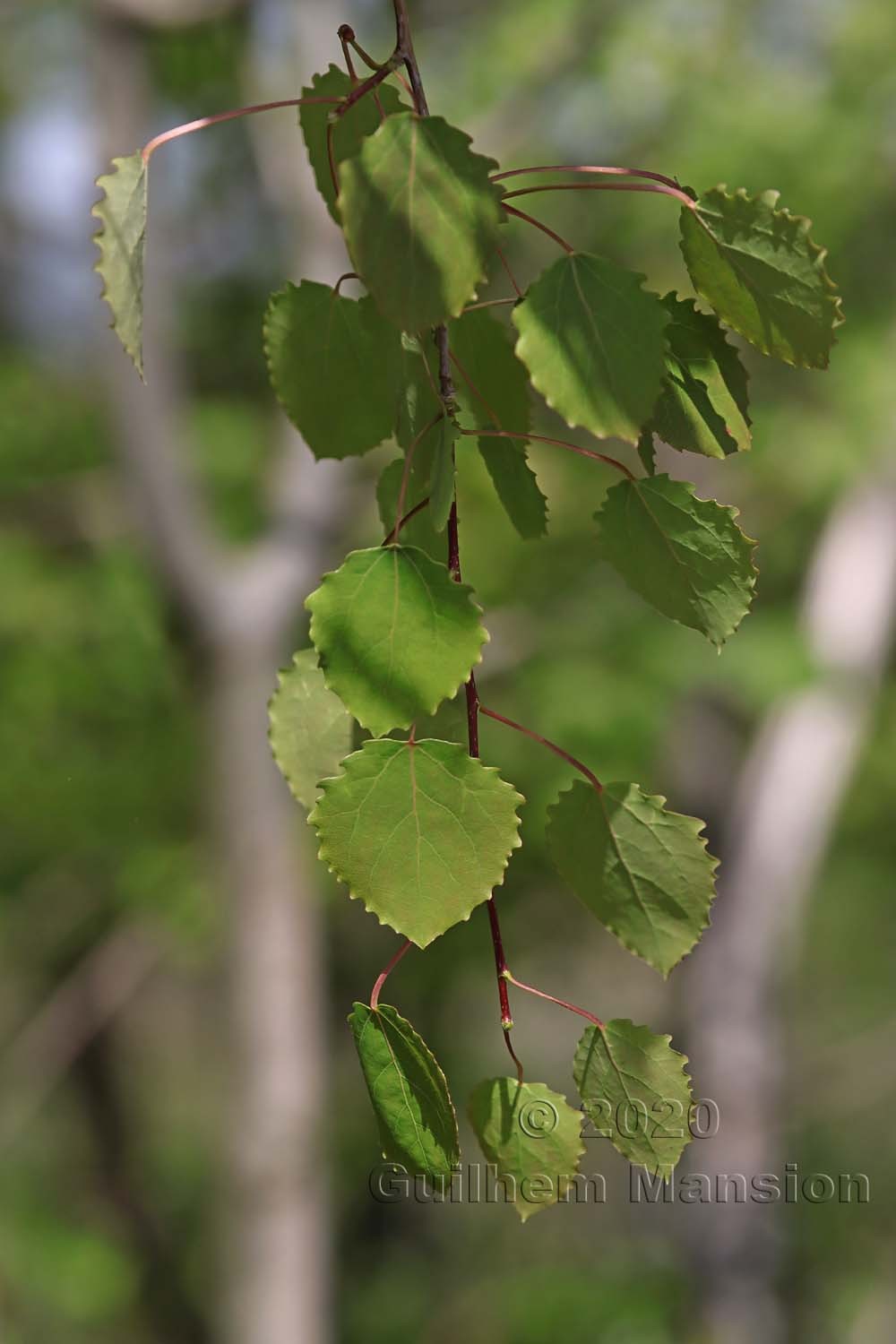 Populus tremula