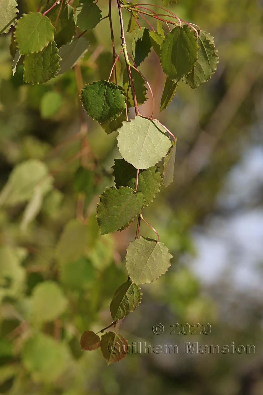 Populus tremula