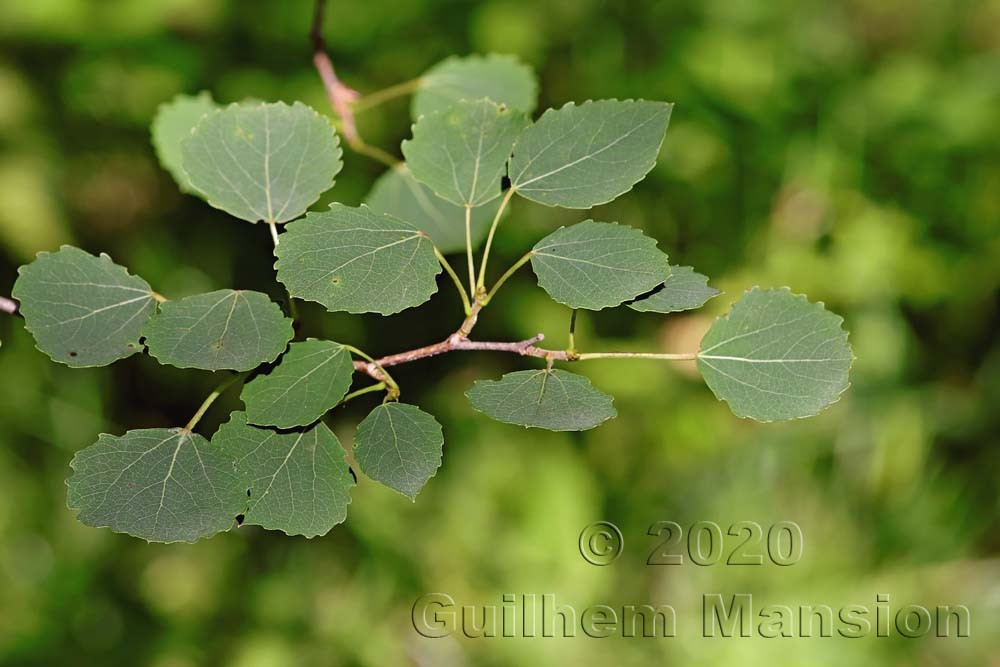 Populus tremula