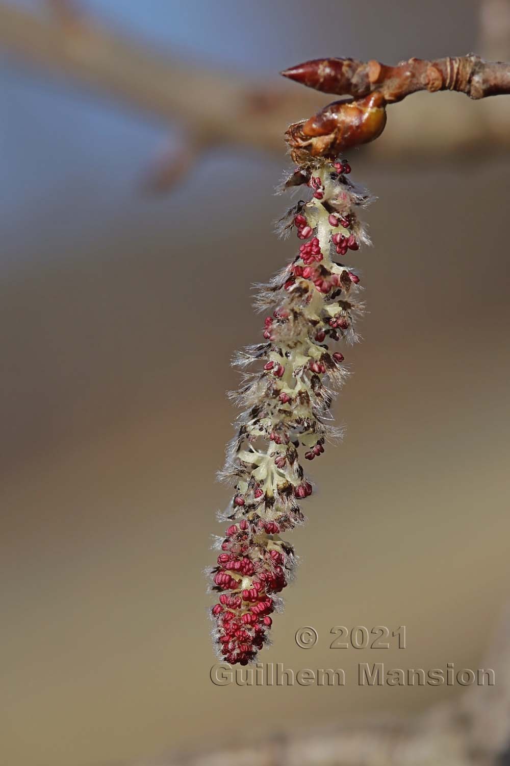 Populus tremula