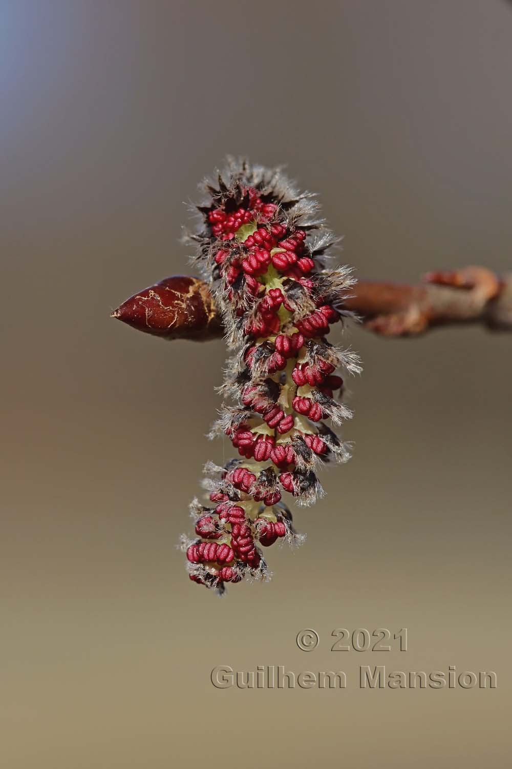 Populus tremula