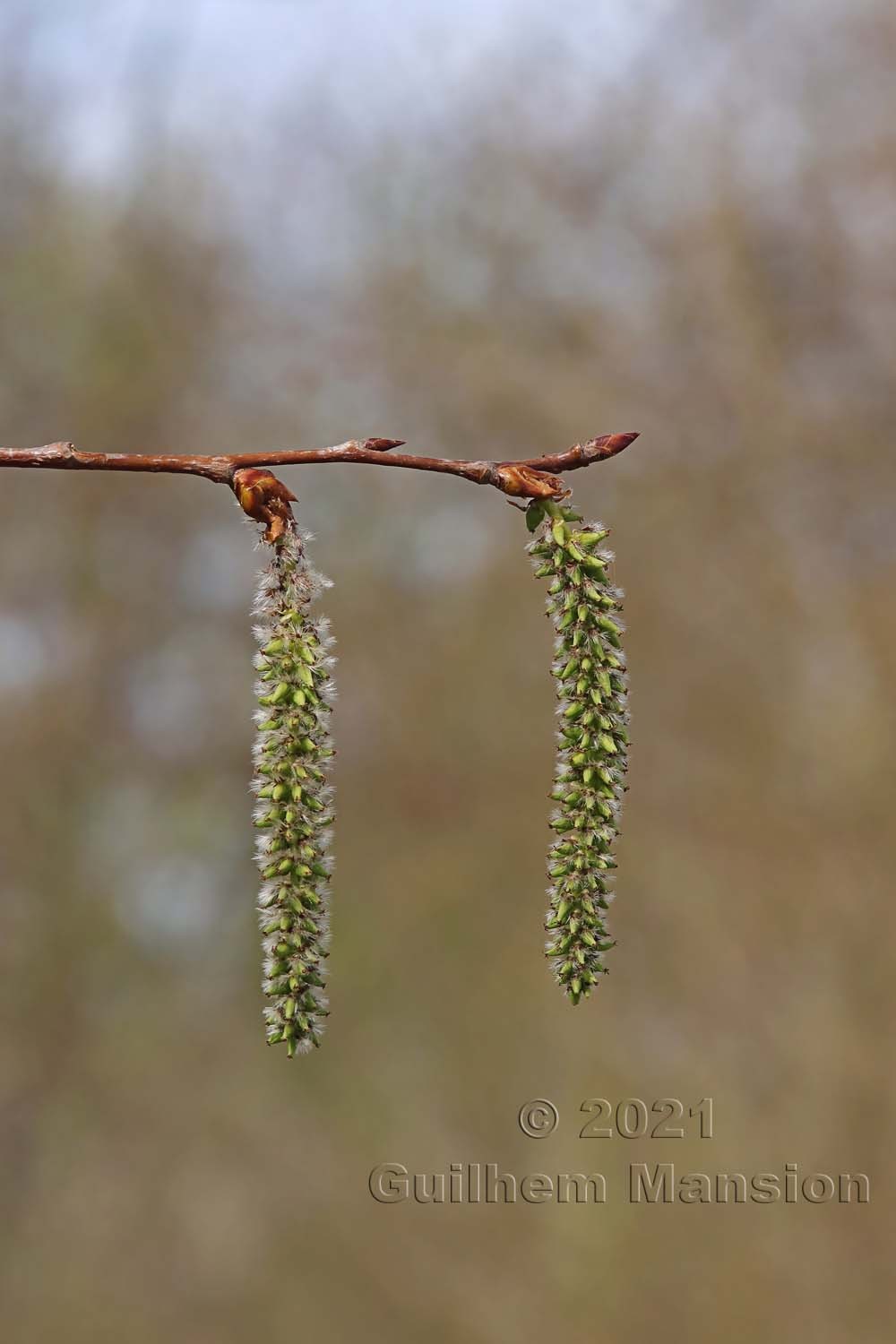 Populus tremula