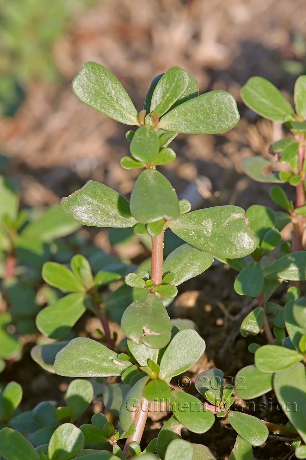 Portulaca oleracea