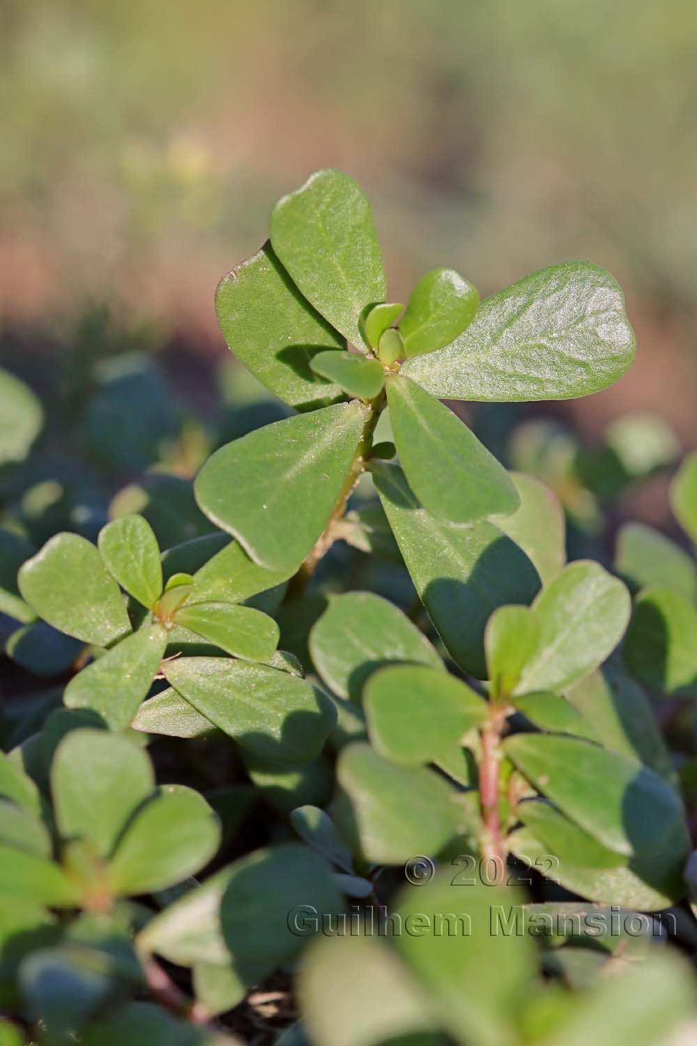 Portulaca oleracea