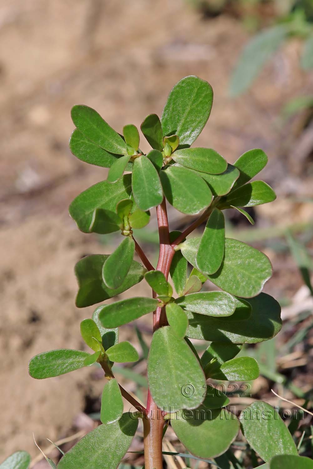 Portulaca oleracea