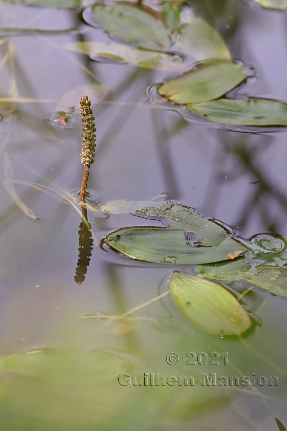 Potamogeton natans