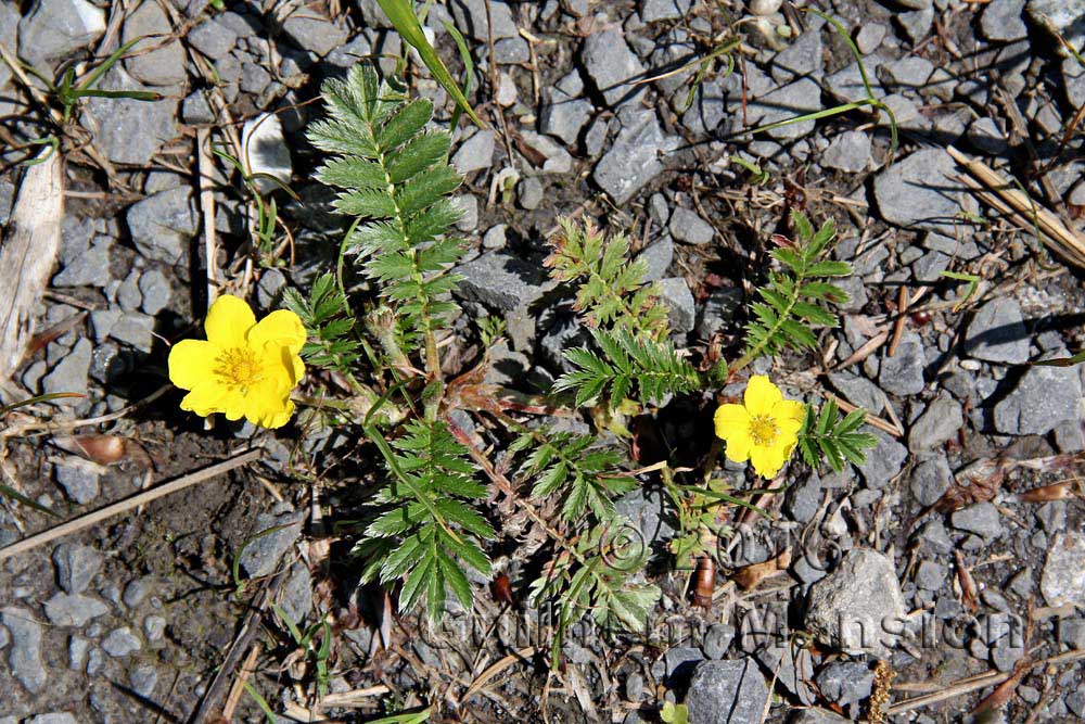 Potentilla anserina