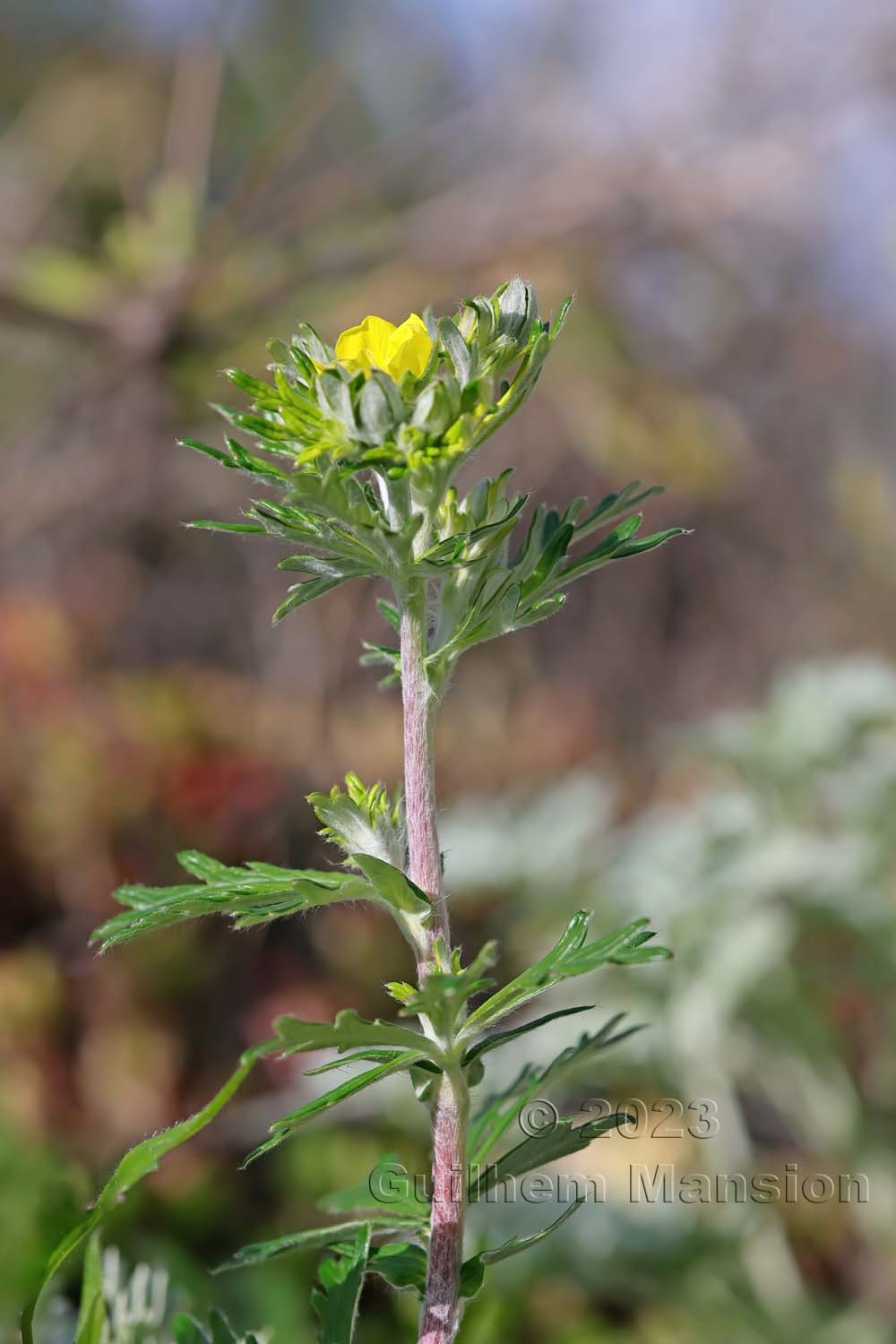 Potentilla argentea