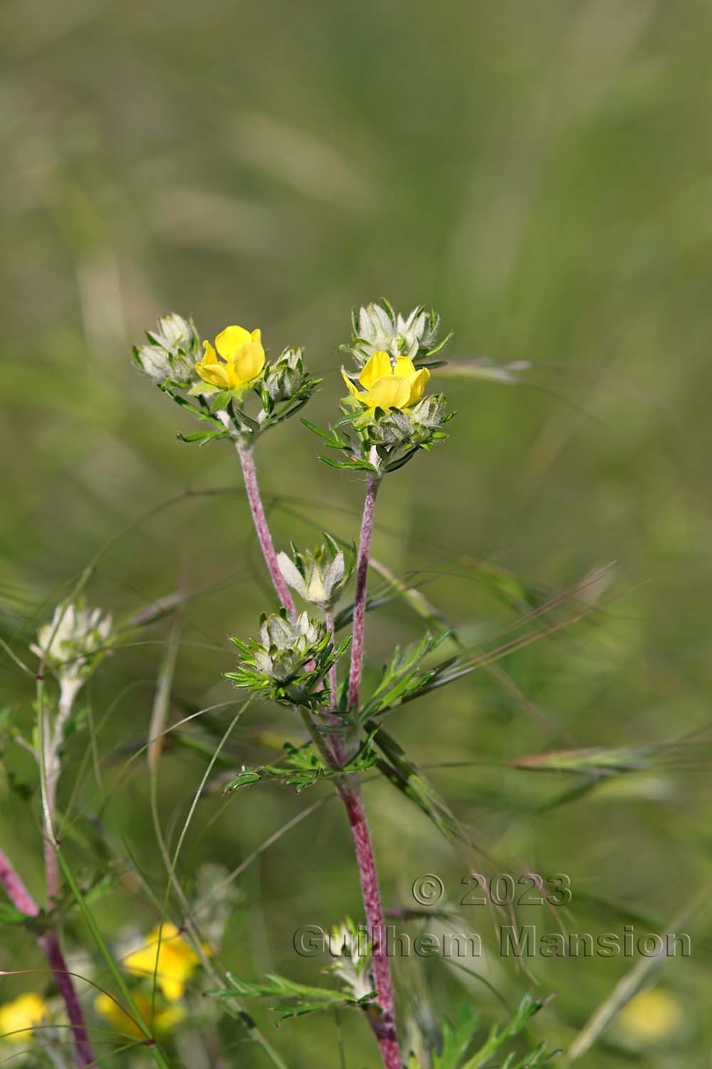 Potentilla argentea