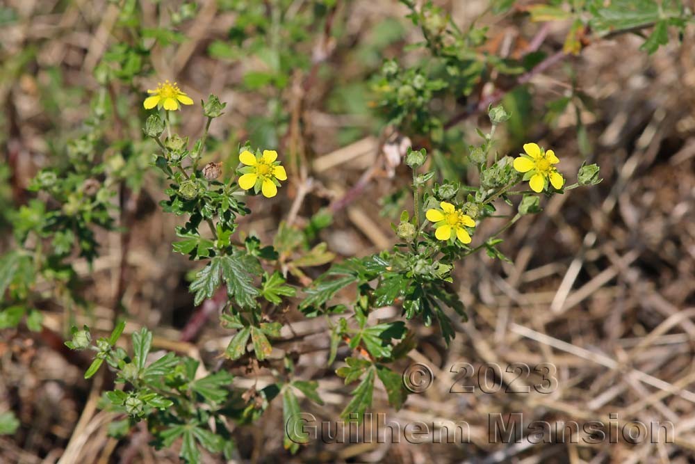 Potentilla argentea