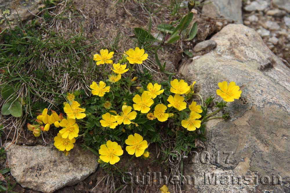 Potentilla aurea