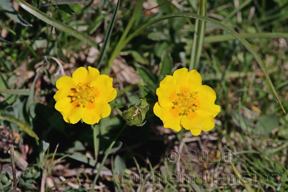 Potentilla crantzii