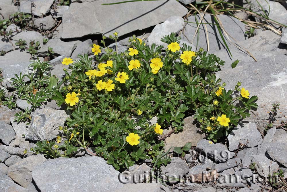 Potentilla cranzii