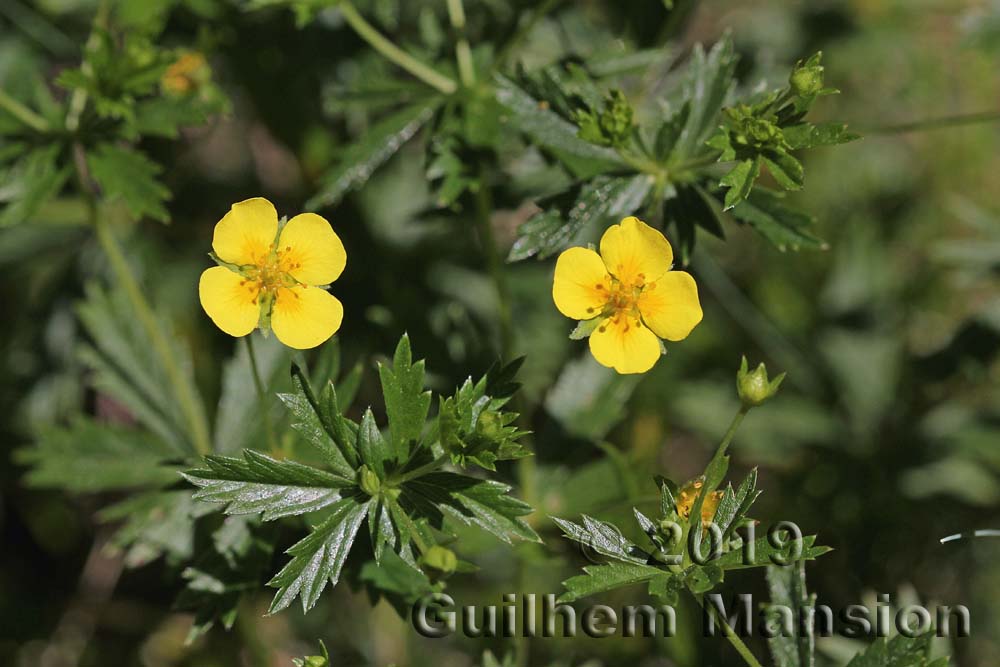 Potentilla erecta