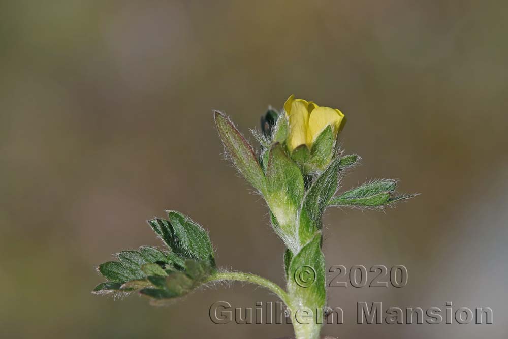 Potentilla frigida