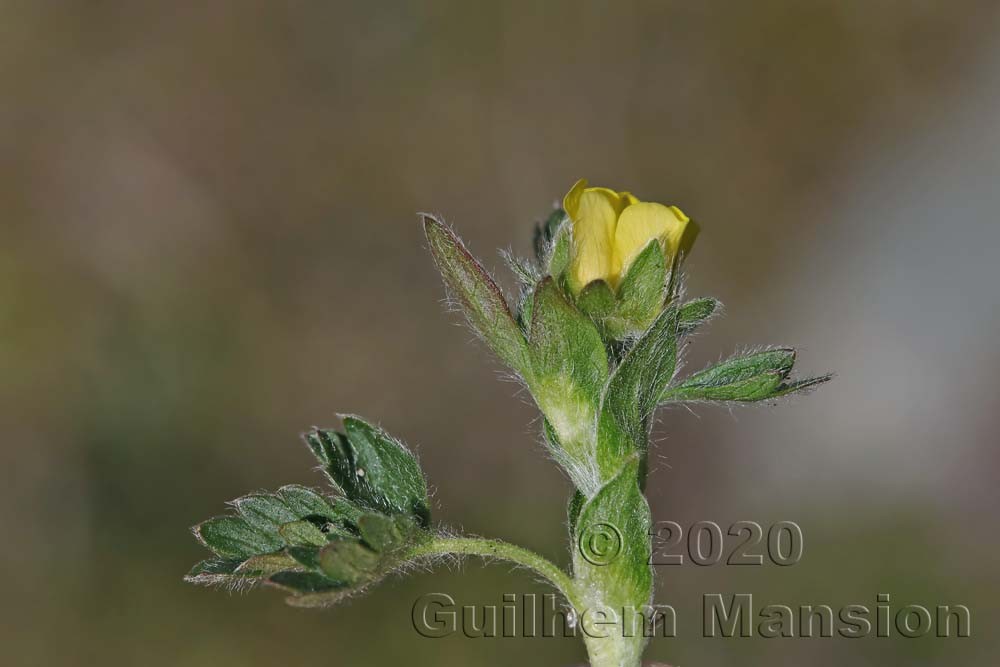 Potentilla frigida