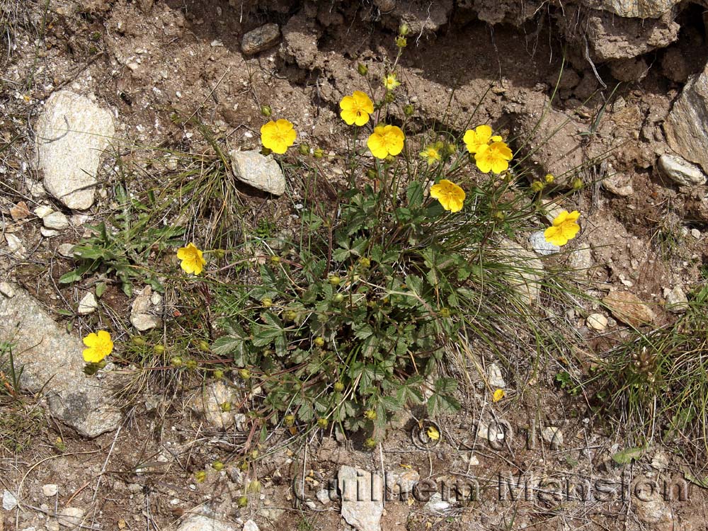 Potentilla grandiflora