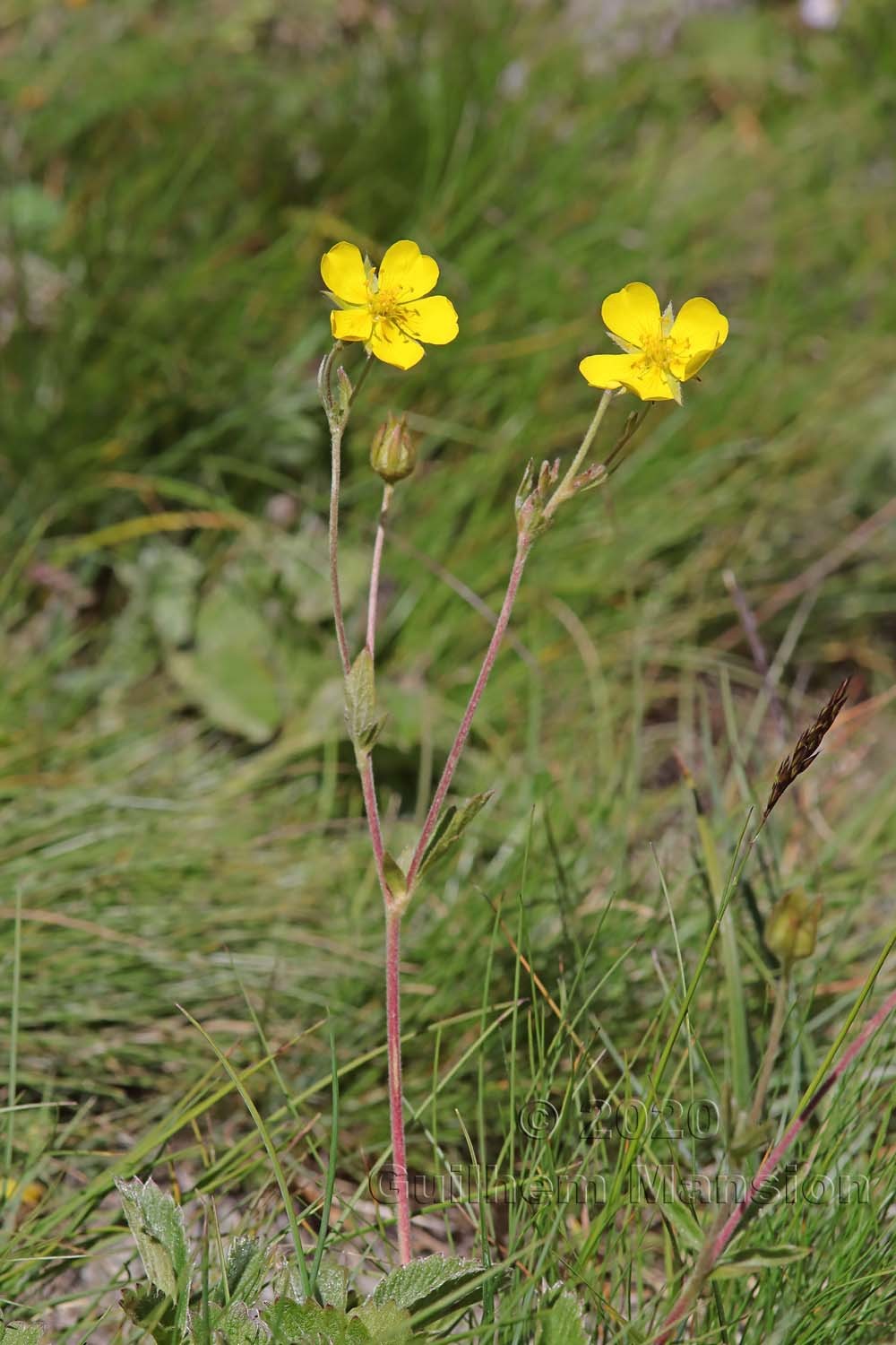 Potentilla grandiflora