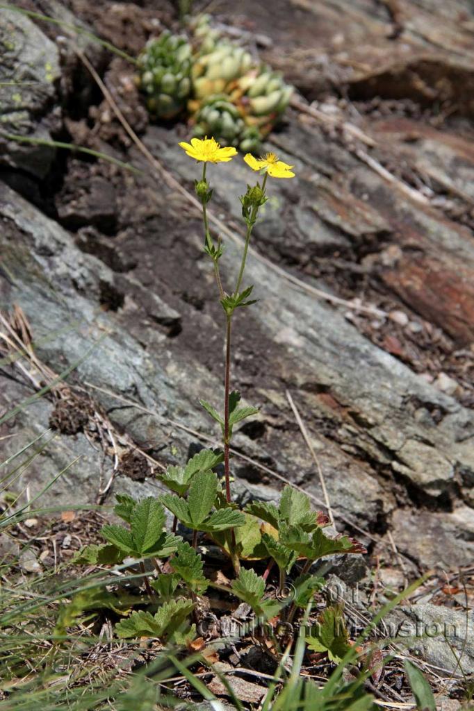 Potentilla grandiflora