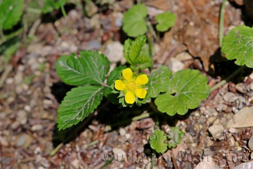 Potentilla [Duchesnea] indica