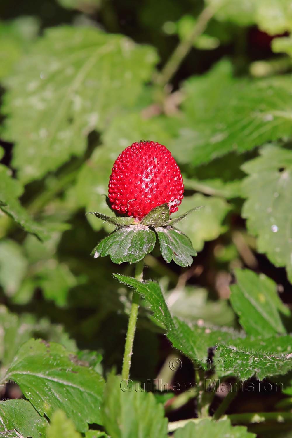 Potentilla [Duchesnea] indica